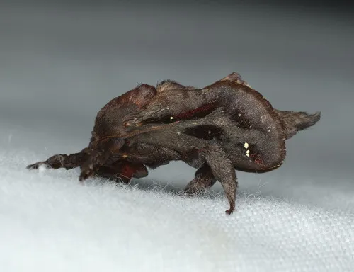 Saddleback Caterpillar Moth - photo 8