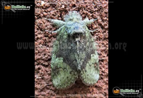 Saddled Prominent Moth - photo 2