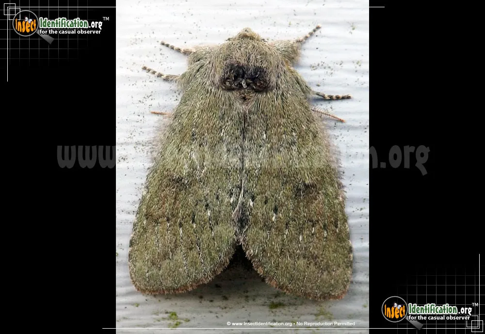 Saddled Prominent Moth - photo 5