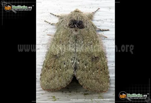 Saddled Prominent Moth - photo 6