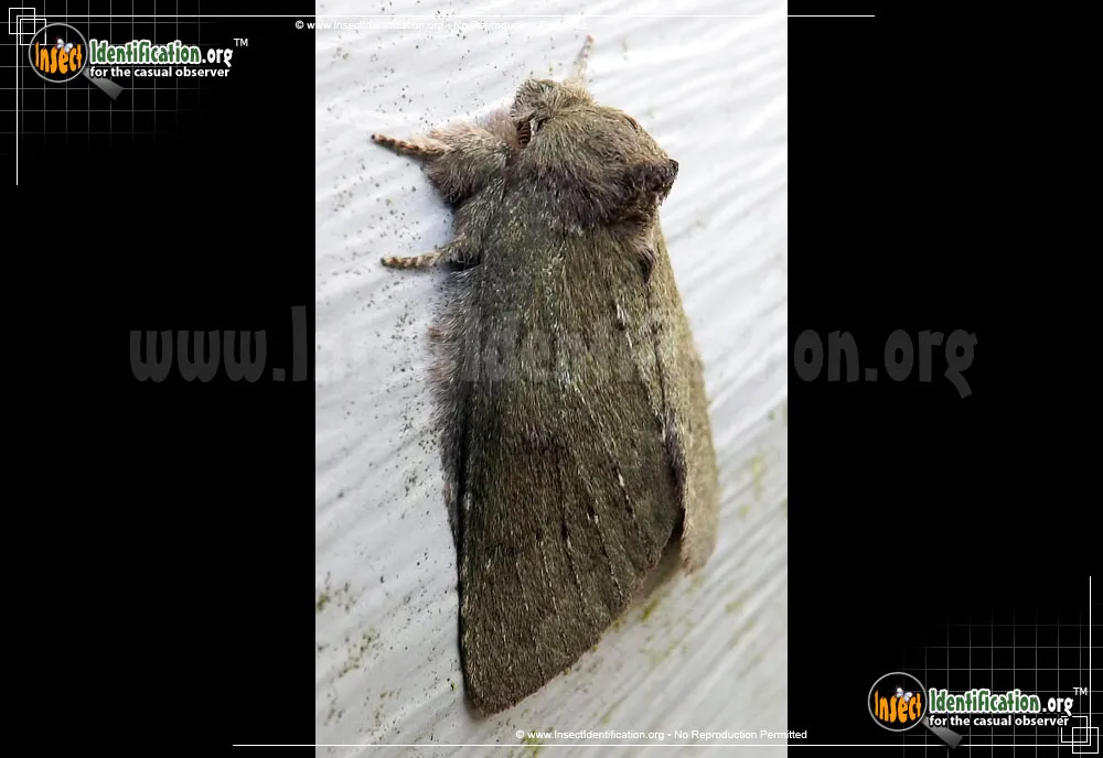 Saddled Prominent Moth - photo 7