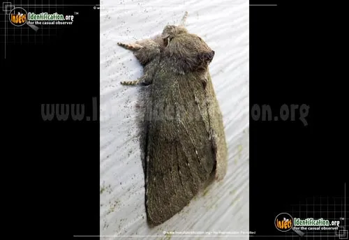 Saddled Prominent Moth - photo 8