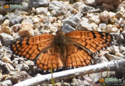 Sagebrush Checkerspot Butterfly - photo 2