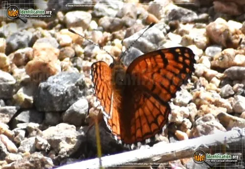 Sagebrush Checkerspot Butterfly - photo 4