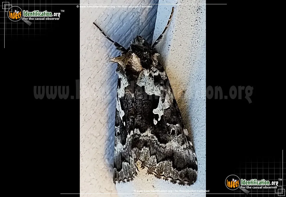 Salt-and-pepper Looper Moth - Syngrapha rectangula