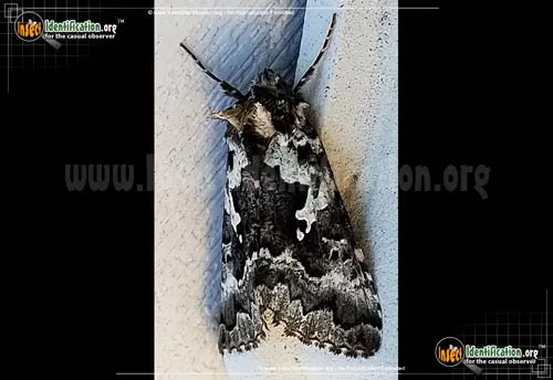 Salt-and-pepper Looper Moth - photo 2