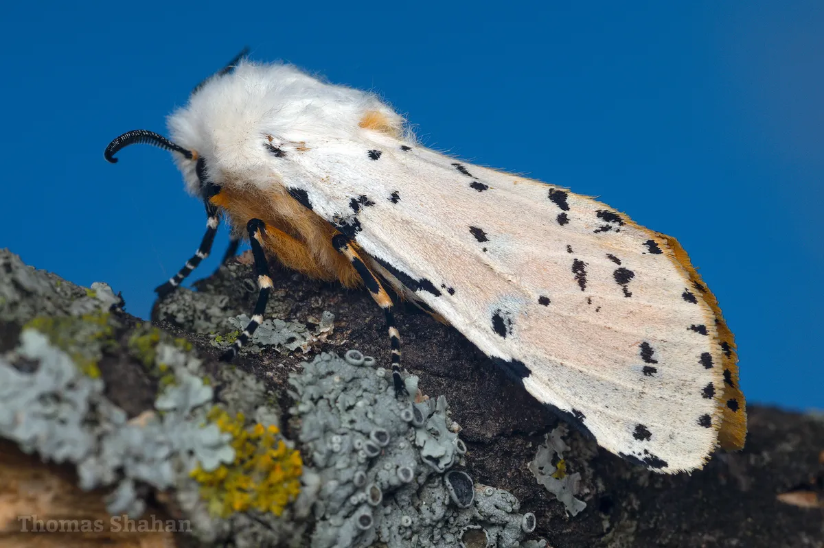 Salt Marsh Moth - photo 3