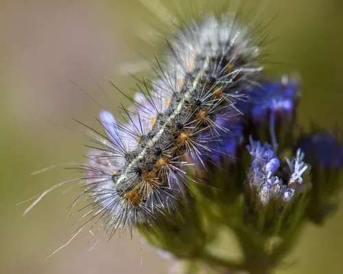 Salt Marsh Moth - photo 4