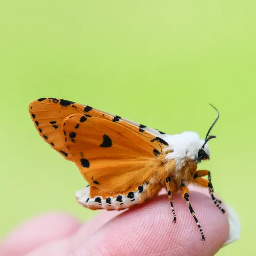 Salt Marsh Moth - photo 5