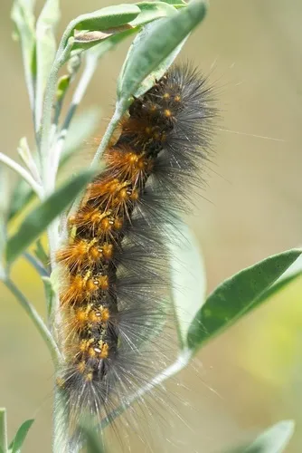Salt Marsh Moth - photo 6