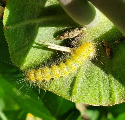 Salt Marsh Moth - photo 7