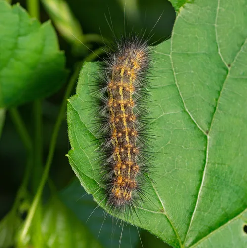 Salt Marsh Moth - photo 8