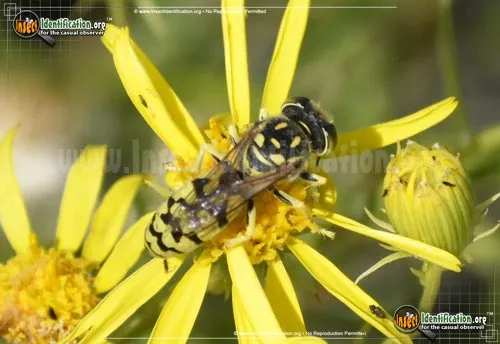 Sand Wasp - photo 2