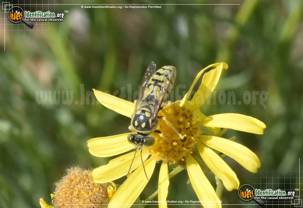 Sand Wasp - photo 3