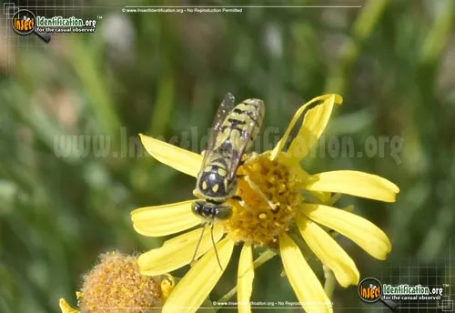 Sand Wasp - photo 4