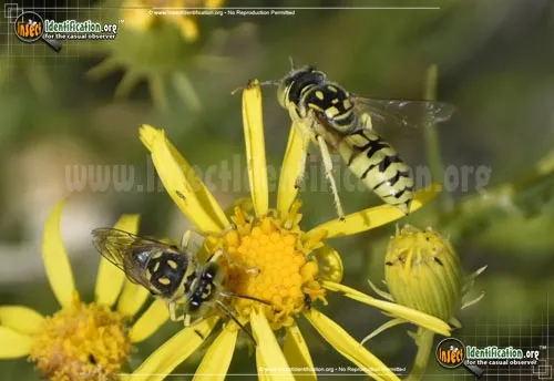 Sand Wasp - photo 6
