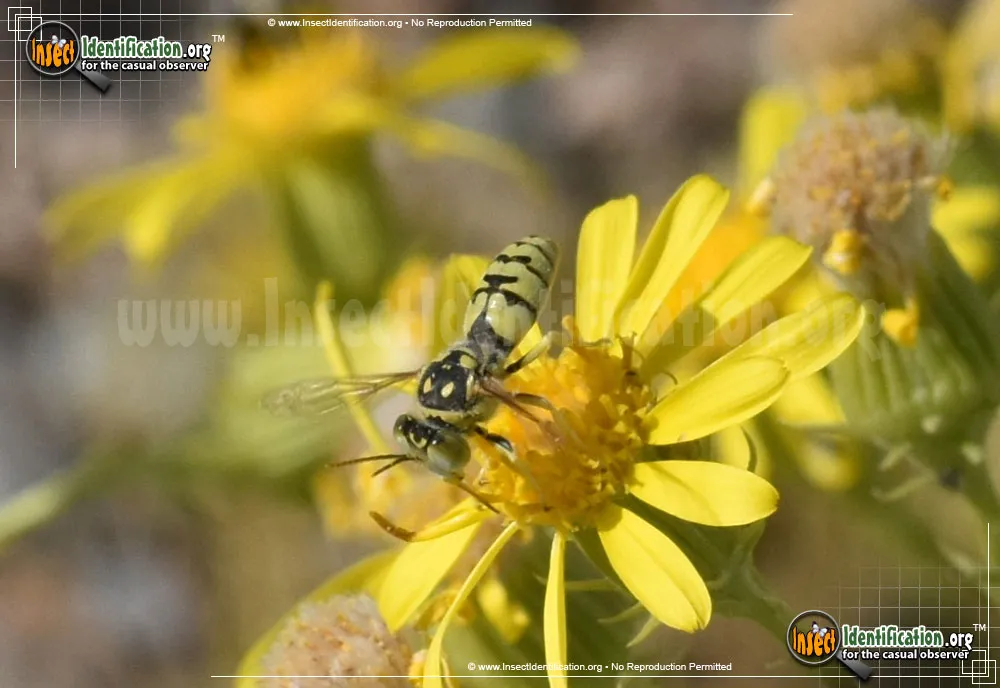 Sand Wasp - photo 7