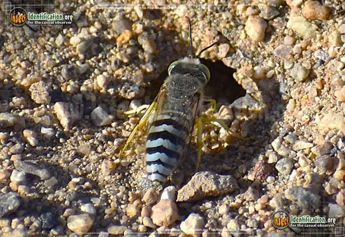 Sand Wasp - photo 2