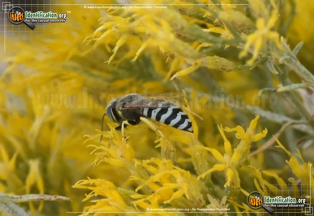 Sand Wasp - photo 3