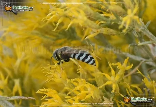 Sand Wasp - photo 4