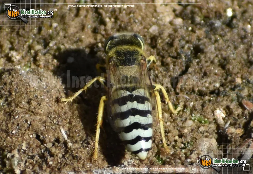 Sand Wasp - photo 5