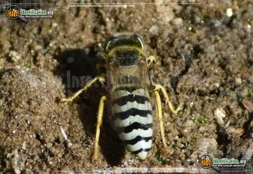 Sand Wasp - photo 6