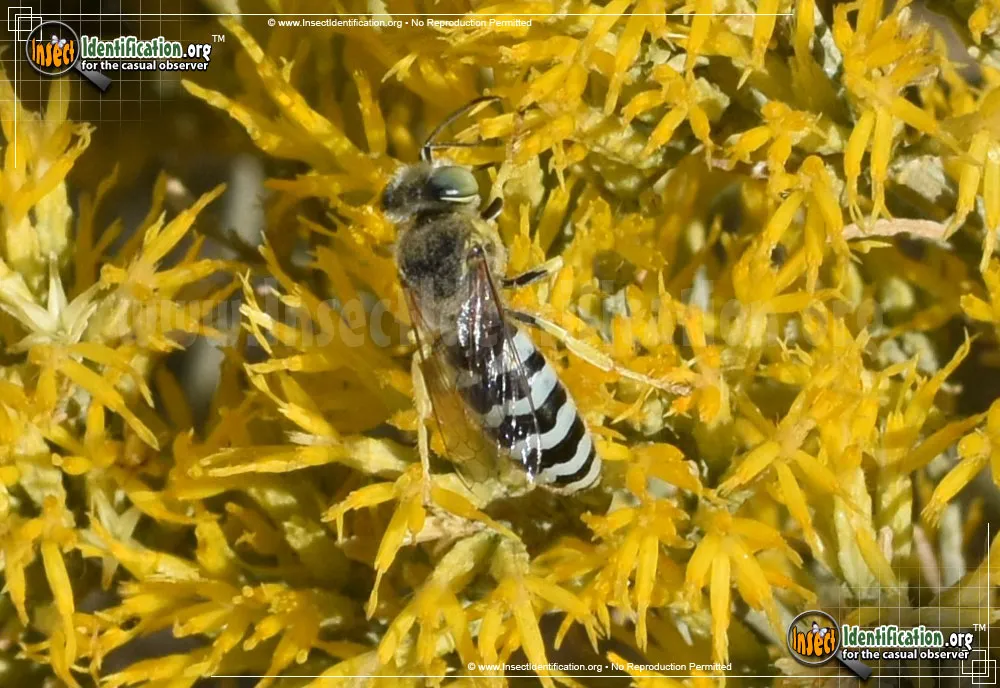 Sand Wasp - photo 7