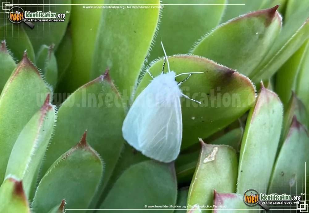 Satin Moth - photo 2