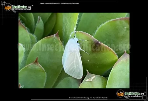 Satin Moth - photo 3