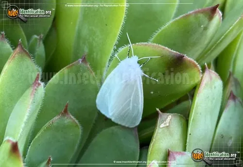 Satin Moth - photo 4