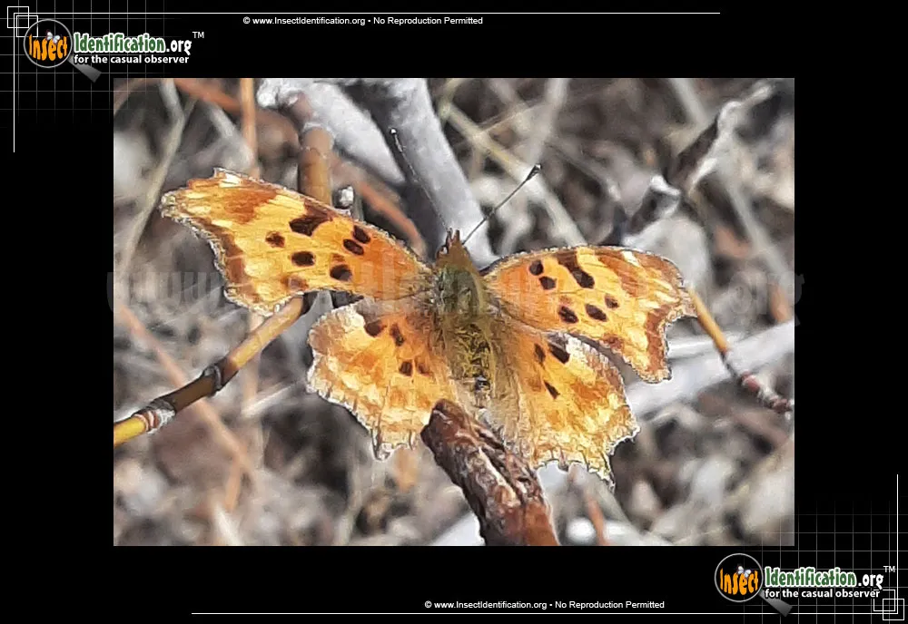 Satyr Comma Butterfly