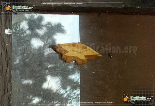 Saw-wing Moth - photo 2