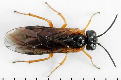 Sawfly