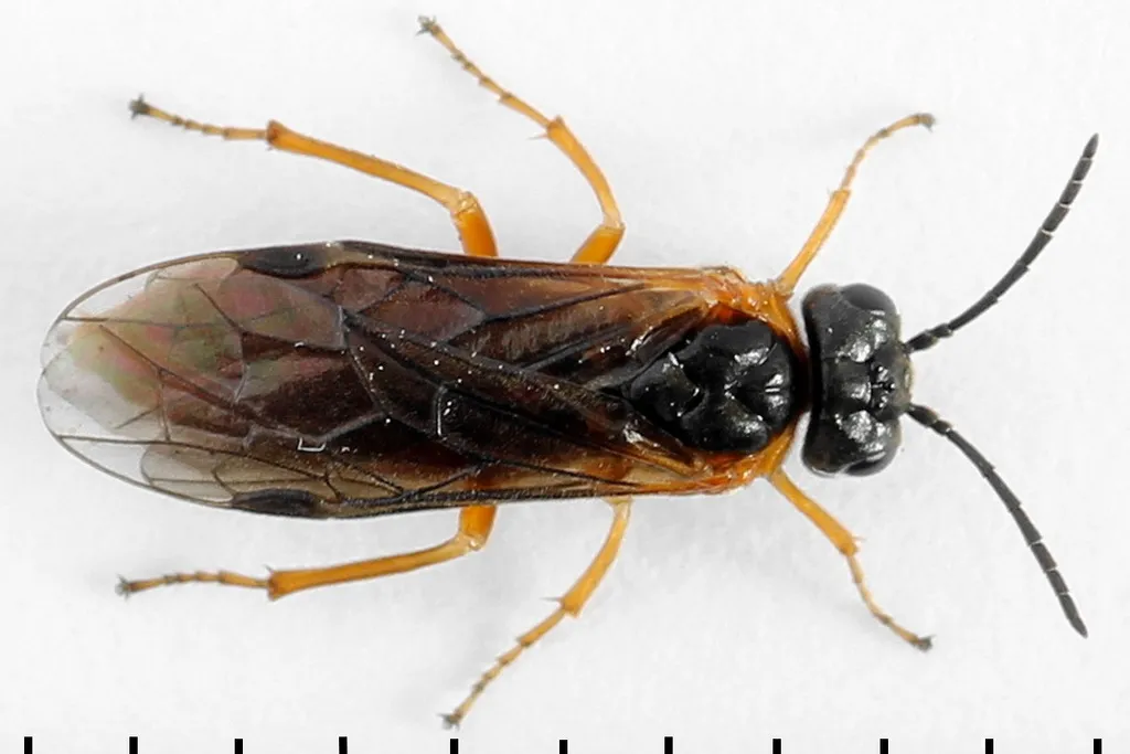 Sawfly - photo 2