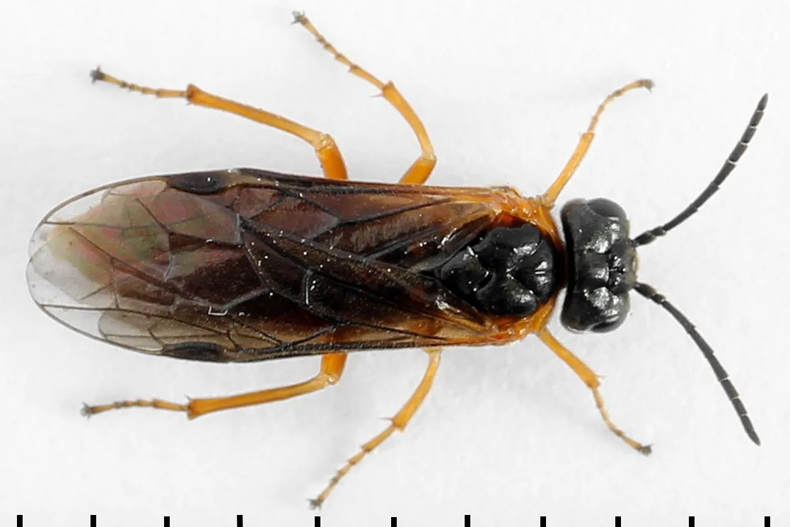 Sawfly - photo 3