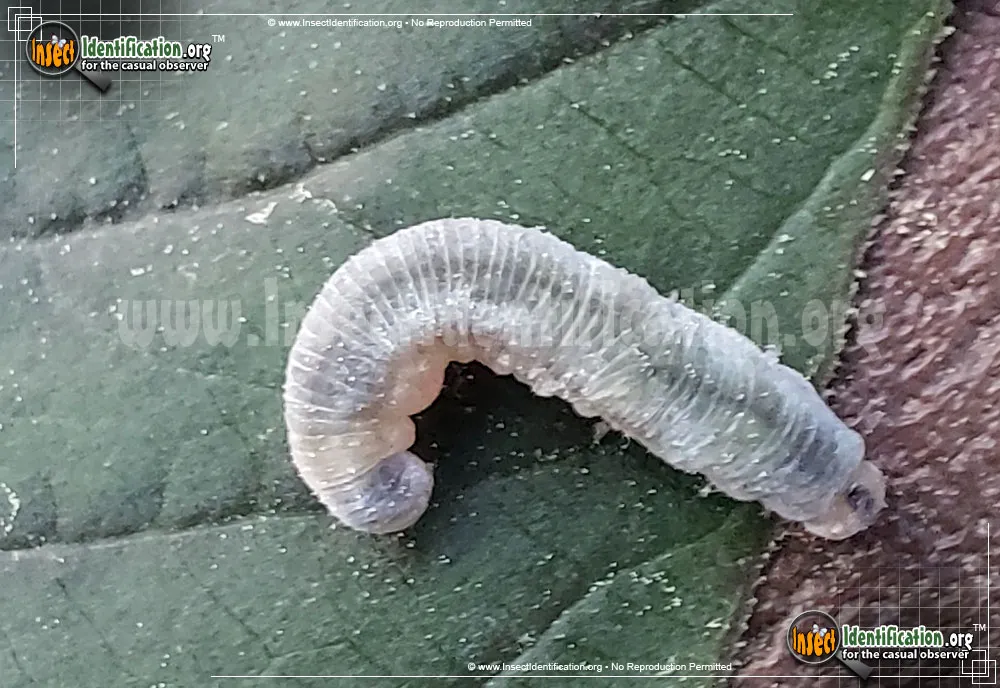 Sawfly - photo 5