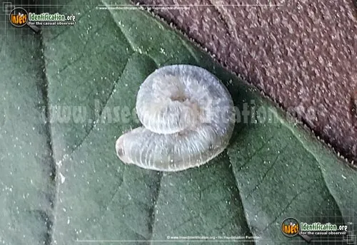 Sawfly - photo 6