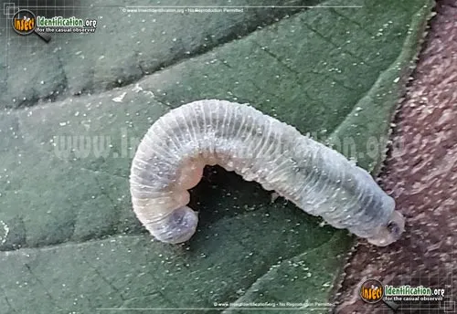 Sawfly - photo 7