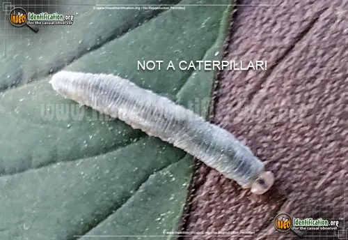 Sawfly - photo 8