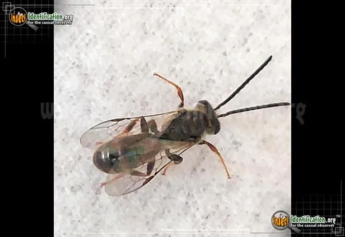 Sawfly - photo 2