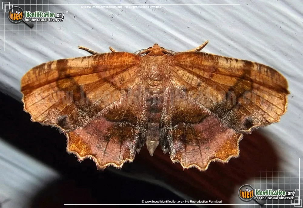Scallop Moth