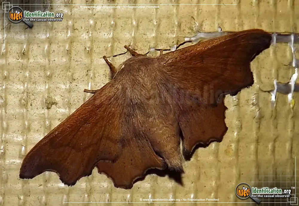 Scalloped Sack-bearer Moth - photo 2