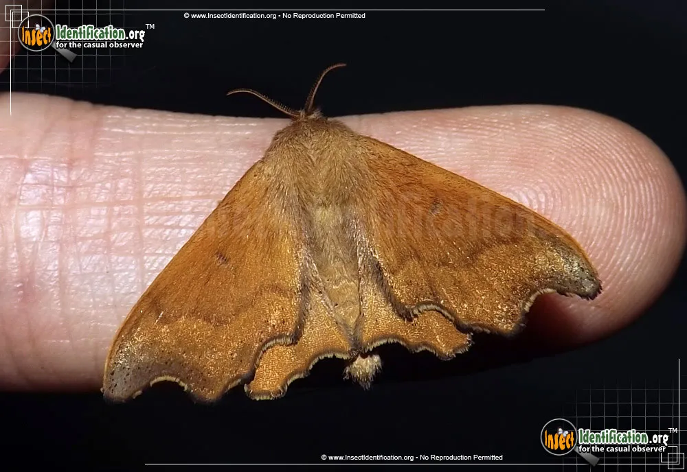 Scalloped Sack-bearer Moth - photo 3