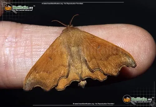 Scalloped Sack-bearer Moth - photo 5