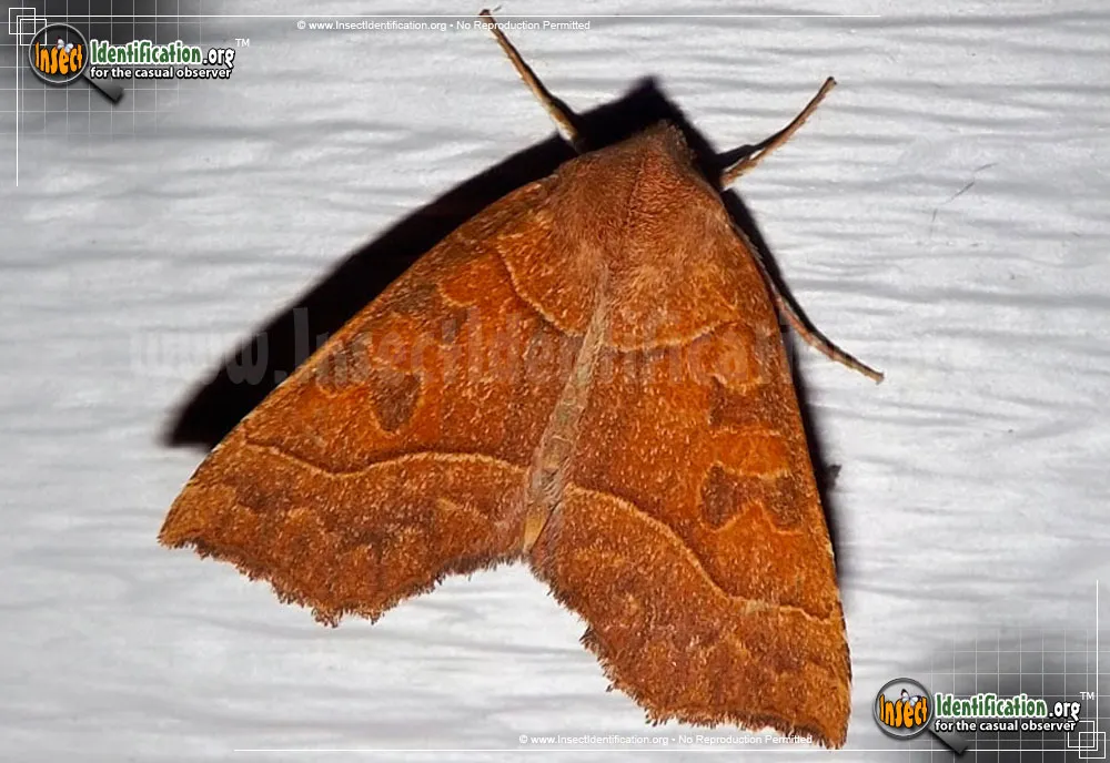 Scalloped Sallow Moth - Eucirroedia pampina