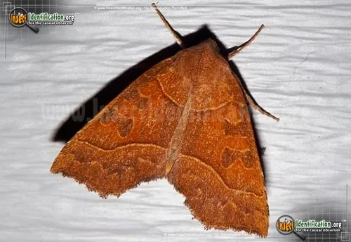 Scalloped Sallow Moth - photo 2