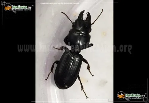 Scarites Ground Beetle - photo 2