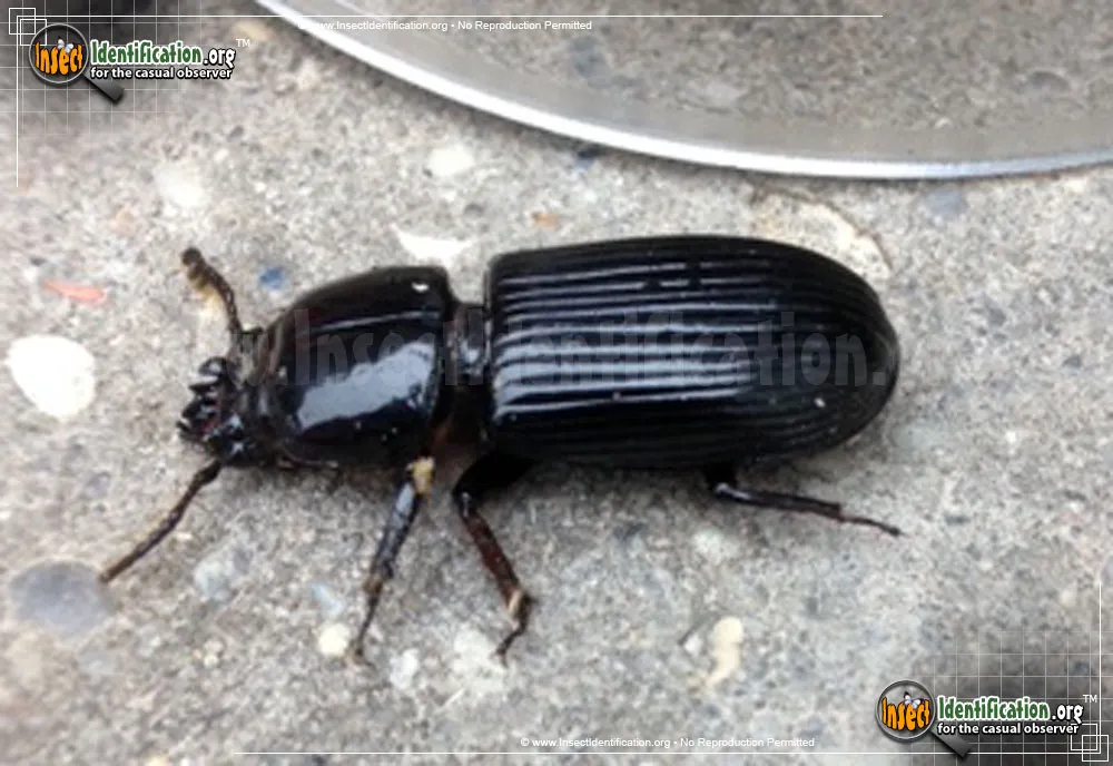 Scarites Ground Beetle - photo 3