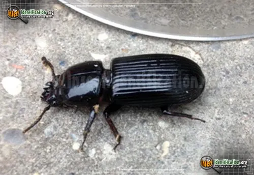 Scarites Ground Beetle - photo 4