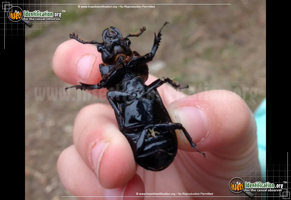 Scarites Ground Beetle - photo 5